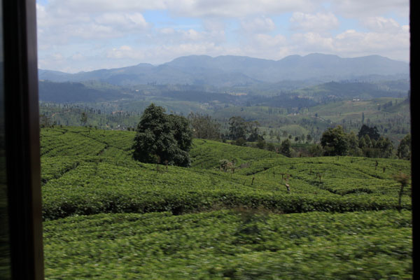 Vanuit de trein zien we eindeloze theeplantages